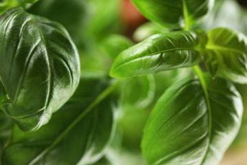 basil and tomatoes