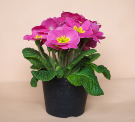 Pink Primrose flower