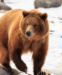 Fototapeta premium Suprised Grizzly Bear.