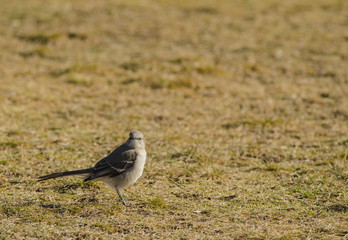 Mockingbird on grass