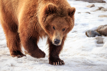 Obraz premium Grizzly Walking Towards.