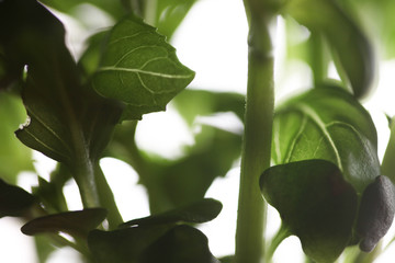 healthy food, basil, tomatoes