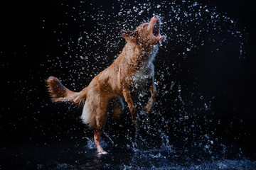 Dog Nova Scotia Duck Tolling Retriever, dogs play, jump, run, move in water
