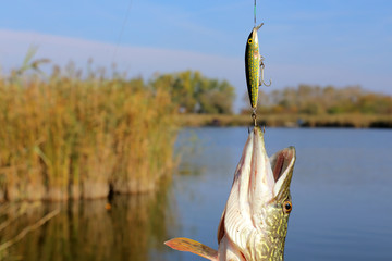 holding pike with bait