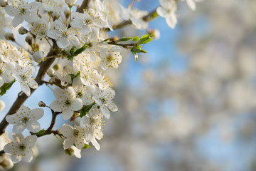Flowering apple blossoms. Spring background with copy space.