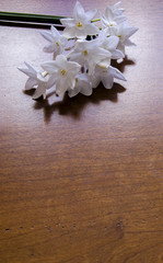 Paper White Flowers on Wood