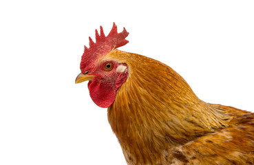 Rooster isolated