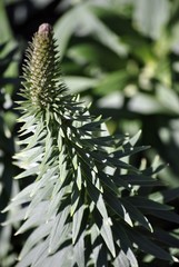 dettaglio infiorescenza coniforme