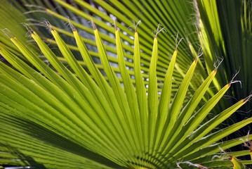 dettaglio foglia verde di palma
