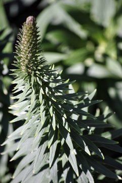 dettaglio infiorescenza coniforme