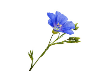 Flower of flax isolated