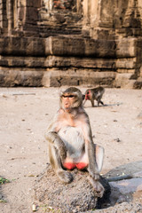 close up thai monkey in Triple Crown Castle,Phraphrangsamyod temple,Lopburi,Thailand.