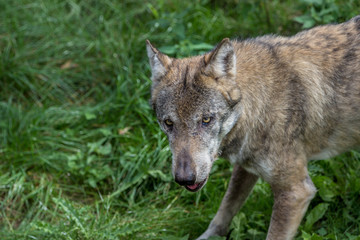 Wolf schaut agressiv