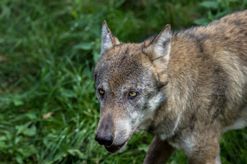 Wolf schaut agressiv