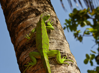 green Iaguana