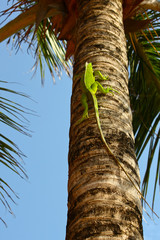Fototapeta premium green Iaguana