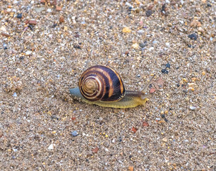 Snail on the road