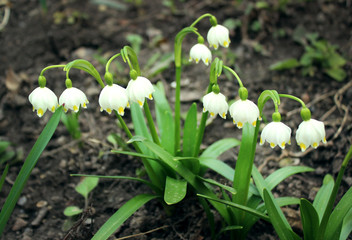Alpine snowdrops - forest spring flowers, blurred background