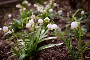 Alpine snowdrops - blurred spring flowers, forest background