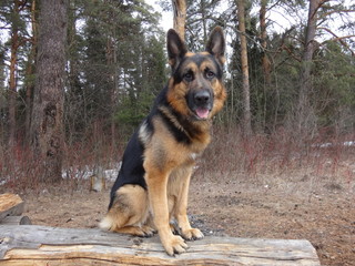 Собака немецкая овчарка в лесу на бревне ранней весной