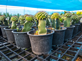 Cactus.