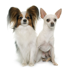 papillon dog and chihuahua