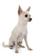 short hair chihuahua