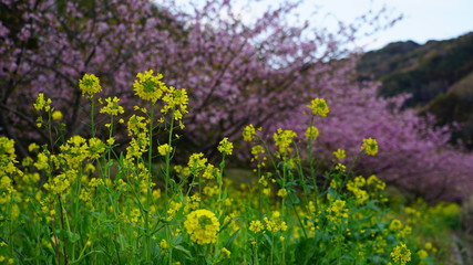 Obraz premium 菜の花と河津桜 