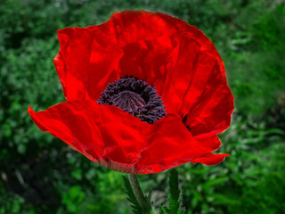 wild poppy flower alone in the grass