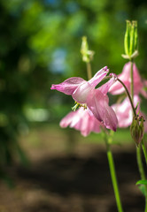 Wild pink flowers bells on a blurred background .