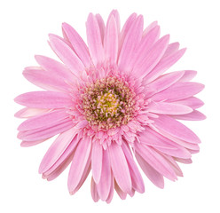 pink gerbera flower isolated on white with clipping path