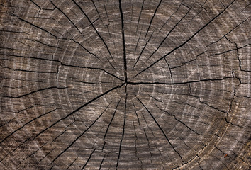 Old wood texture with cracks.