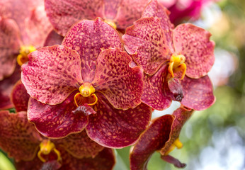 Red vanda orchid flower