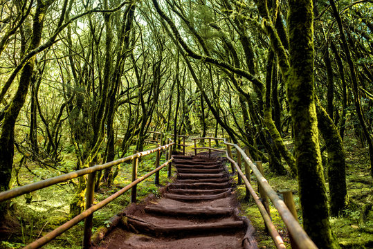 Garajonay park on La Gomera island