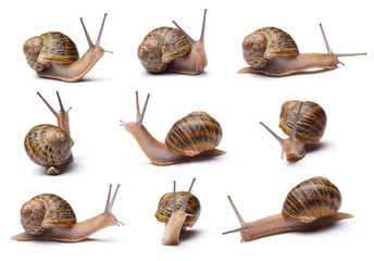 Set of snails isolated on white background