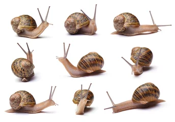 Fotobehang Set of snails isolated on white background © chones