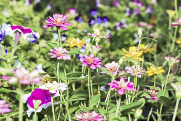 Fototapeta premium Close-up beautiful zinnia flowers in the garden.