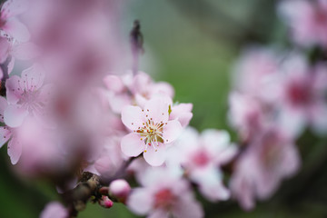 Close up shot of peach blossom on natural light and with selective focus. Short depth of field for dreamy soft background.