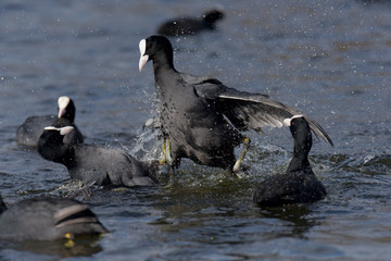 Eurasian Coot, Coot, Fulica atra