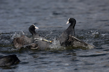 Eurasian Coot, Coot, Fulica atra