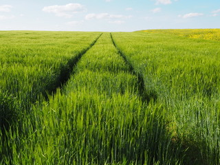 Дорога в пшеничном поле