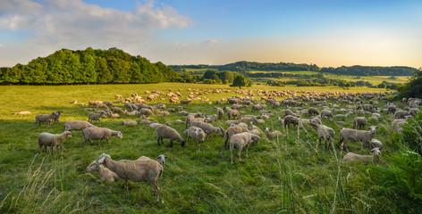 Die Schafe ruhen auf der Weide