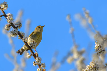 Ein Vogel im Garten auf dem Zweig von Schlehe in Blüte