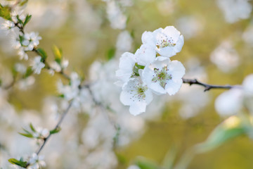 Weißdorn (crataegus) Blüte im Frühling