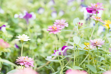 Pink zinnia bloom in the garden.