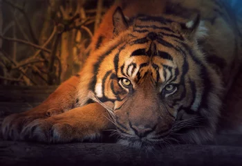 Crédence en verre imprimé Tigre Tigre au repos