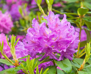 Beautiful pink Rhododendron tree blossoms