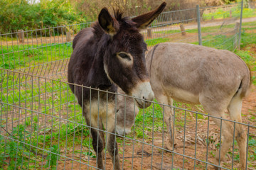 Donkey behind metal fence
