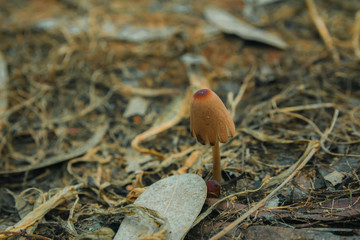 Mushroom in the ground - Close up.
