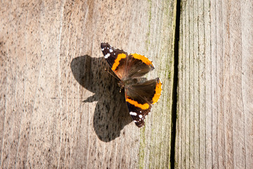 Fototapeta na wymiar Butterfly on Fence 01